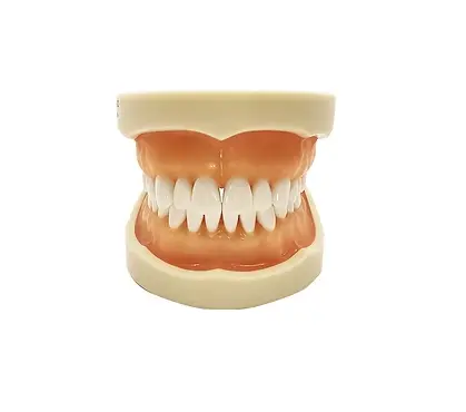 TIPODONTO NISSIN C/32 DIENTES ORIGINAL VAMASA