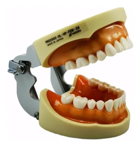 [132002286448] TIPODONTO NISSIN 28 DIENTES ORIGINAL ULTRADENT