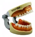 TIPODONTO NISSIN 28 DIENTES ORIGINAL ULTRADENT