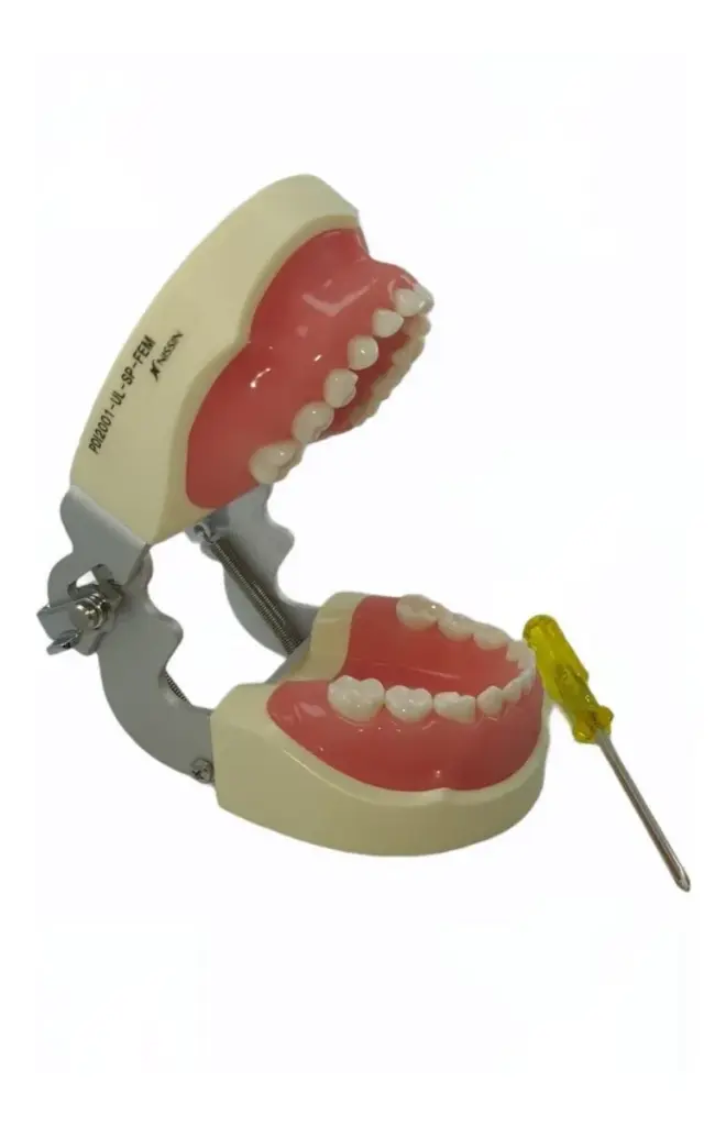 [VAM14-000] TIPODONTO NISSIN 24 DIENTES INFANTIL ORIGINAL ULTRADENT