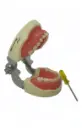 TIPODONTO NISSIN 24 DIENTES INFANTIL ORIGINAL ULTRADENT