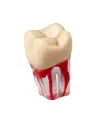 DIENTE ACRILICO PARA ENDODONCIA ARGEL