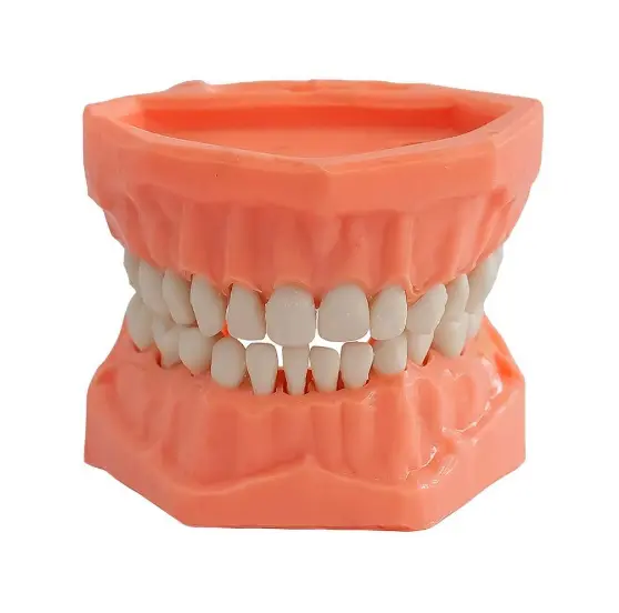 TIPODONTO ACRILICO INFANTIL ADYSA