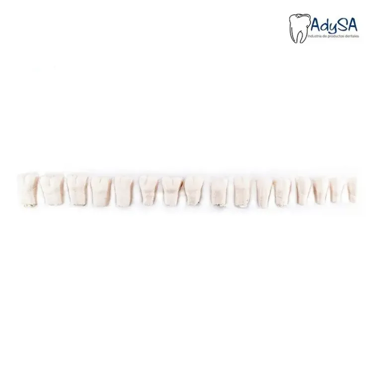 DIENTES PARA TIPODONTO GIGANTE C/32 ADYSA